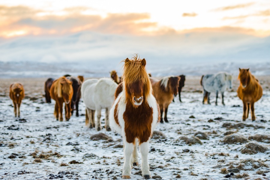 Iceland’s Wild Horses